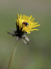 vintage photo of ladybug on grass