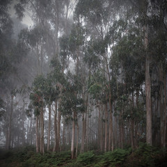 Eukalyptuswald im Nebel
