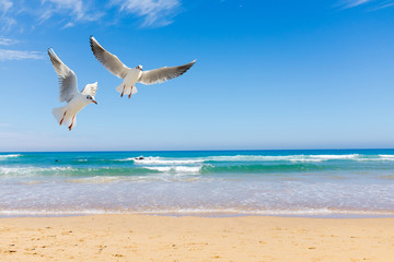 Möwen am Meer
