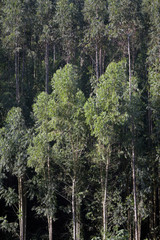 Eucalyptus plantation