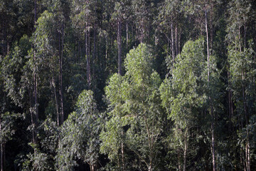 Eucalyptus plantation