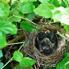 The nest in the raspberry  bush