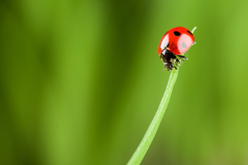 Ladybug running along on blade of  green grass