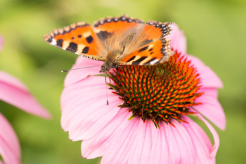 purple coneflower with butterfly in the garden