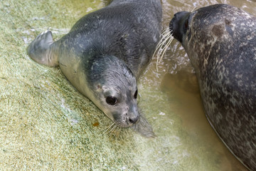 Newborn harbour seal (Phoca vitulina)
