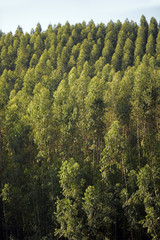 Eucalyptus plantation