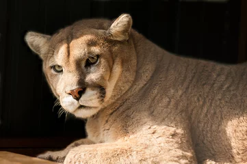 Crédence en verre imprimé Puma cougar portrait