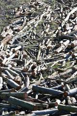 eucalyptus plantation