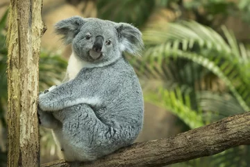 Crédence de cuisine en verre imprimé Koala Koala gros plan