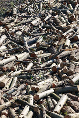 eucalyptus plantation