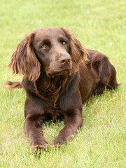 The portrait of German Spaniel on a green grass lawn