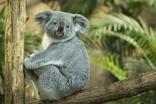Koala closeup