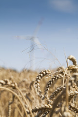 Obraz premium Windrad vor Weizenfeld