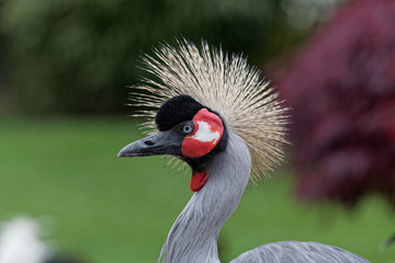 Grue Royale, Balearica regulorum, Grey Crowned Crane