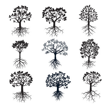 Set of Trees and Roots