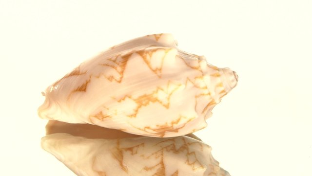 Marine sea shell isolated on white, rotation, reflection