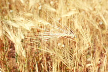 Beautiful summer field