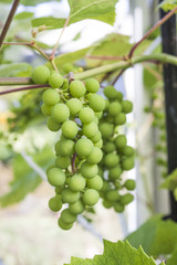 Raw Vitis vinifera grapes