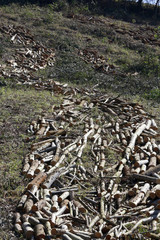 eucalyptus plantation