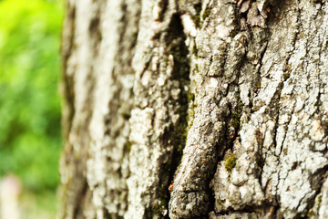 Tree bark in park