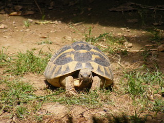 Tartaruga in giardino