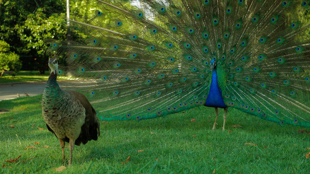 Fototapeta Pavos Reales, hembra y macho
