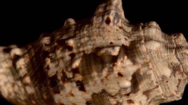 Beige marine sea shell isolated on black, rotation, reflection