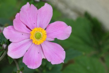 Anemone japonica 