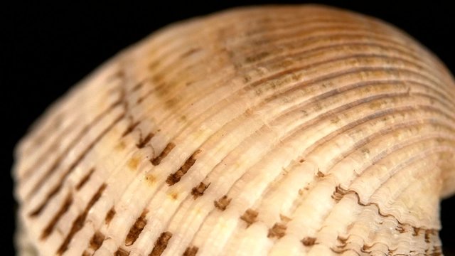 Colorful sea shell isolated on a black, close up, rotation