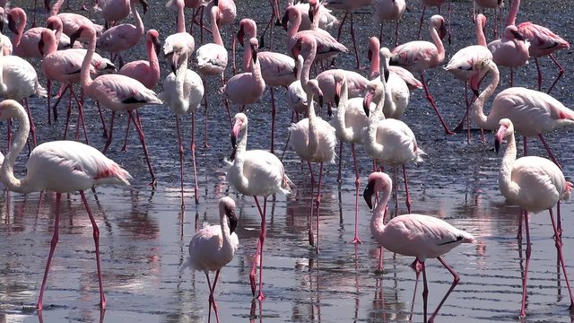 Flamingos (in Walvis Bay, Namibia) as 4K UHD footage