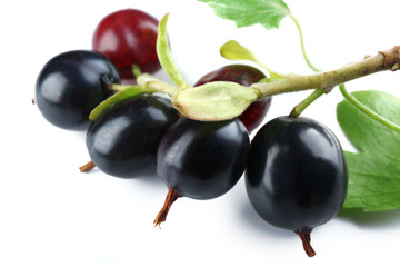 Wild black currant with green leaves close up