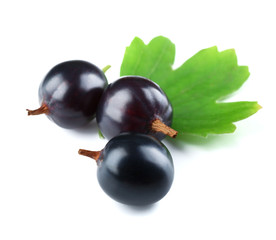 Wild black currant with green leaf isolated on white