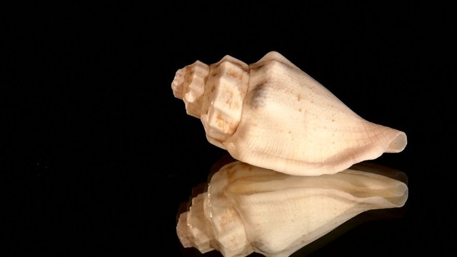 Little marine sea shell isolated on black, rotation, reflection