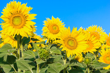 Row of yellow sunflower, close up