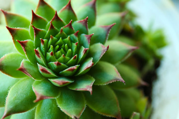 Beautiful succulent plant close up