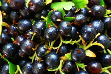 Pile of wet black currants, closeup