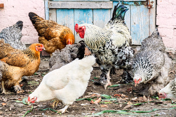 Rooster and chickens in the village courtyard
