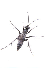 Black insect on the white background