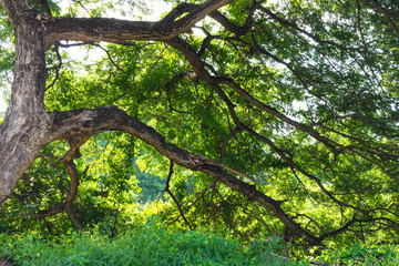 mimosa tree branches