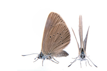 Two brown butterflies on a black background