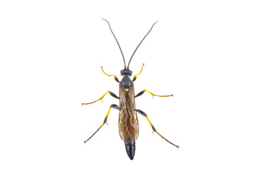 Black insect on the white background