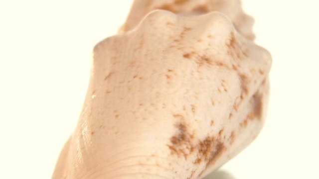 Little marine sea shell isolated on white, rotation, reflection