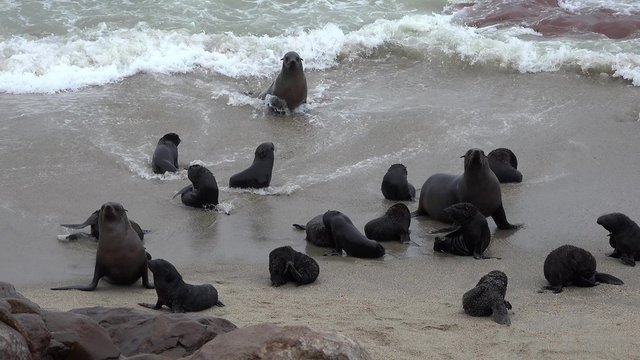 Fur Seal (Arctocephalus Pusillus) at Cape Cross