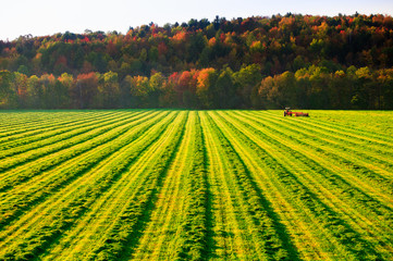 Naklejka premium Old farm tractor in a field.