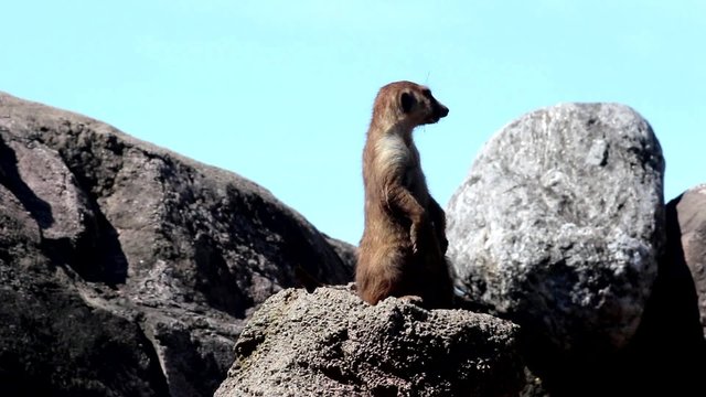 Suricata vigila desde su puesto de observaci&oacute;n en el Zoo. Argentina 
Suricata, dos tomas de video diferentes en un archivo de v&iacute;deo