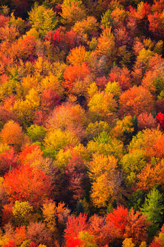 Aerial view of fall foliage in Vermont