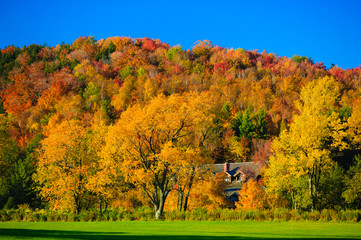 Hillside of colorful maple trees in Vermont in the autumn
