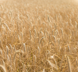 Golden Wheat Field