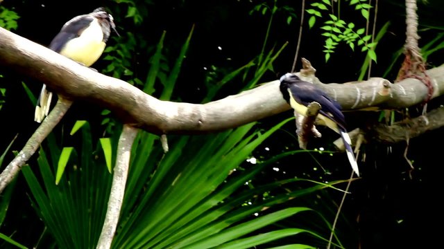 Urraca com&radic;&int;n en una reserva animal. Argentina