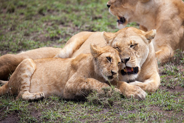 Naklejka na ściany i meble Lioness and cub rubbing heads, Serengeti, Tanzania, Africa 